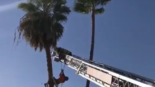 Tucson tree trimmer trapped by palm fronds lucky to be alive